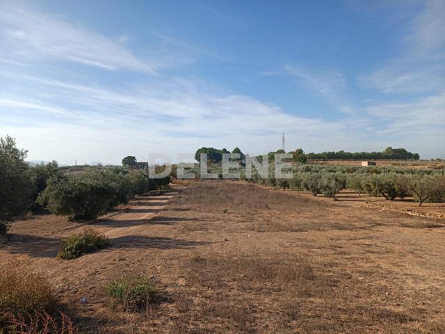 2867 PARCELA ZONA DE LA OLIVARERA photo 0