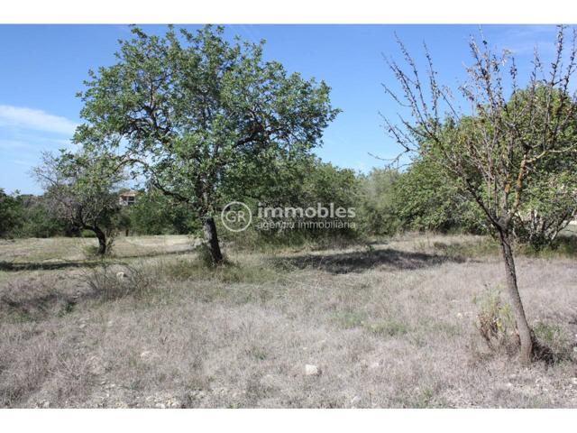 PARCELA RUSTICA IDEAL SIEMBRA photo 0