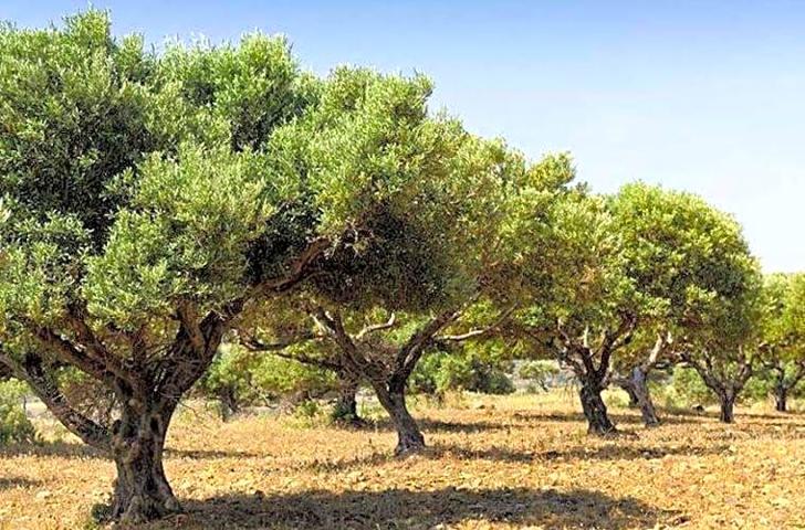 FINCA CON CASA DE APERO PIZARRA photo 0