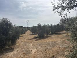 Finca Rústica con Casa, Piscina y Envasadora de Aceite – ¡Oportunidad Única! Cerca de Antequera photo 0