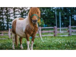 Otro En venta en Sils photo 0