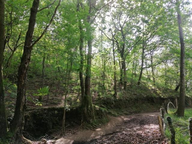 TERRENO rustico, en c-Borrokazelaieta Bidea de OIARTZUN photo 0