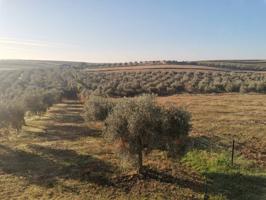 FINCA RUSTICA DE SECANO CON OLIVOS, VIVIENDA Y PISCINA photo 0