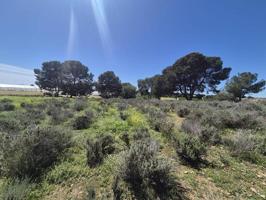 Se vende terreno de 12.500m2 en Pilar de la Horadada photo 0