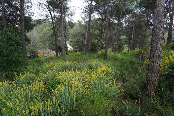 Lote de terrenos en Riudecanyes photo 0