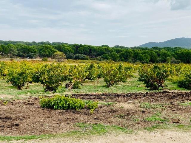 Terreno Urbanizable En venta en Madrid-San Martin De Valdeiglesias, San Martin De Valdeiglesias photo 0