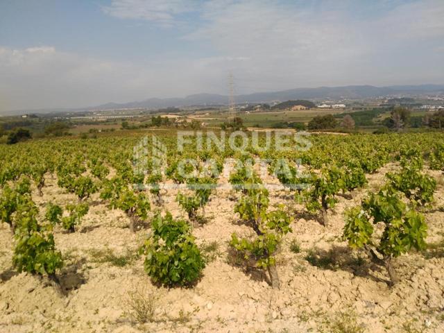 FINCA RÚSTICA CON VIÑEDOS Y OLIVAR EN EL ALT PENEDÈS (DO PENEDÈS) photo 0