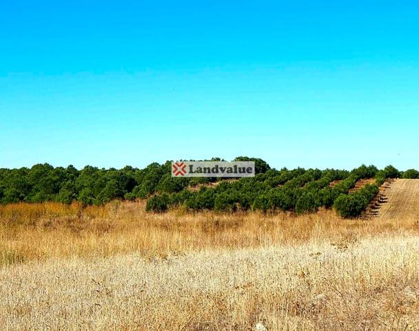 Finca Rústica en venta en RÁGAMA de 345954 m2 photo 0