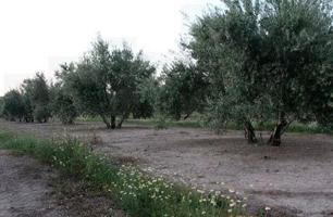 SUELO EN VENTA EN VILLACARRILLO photo 0