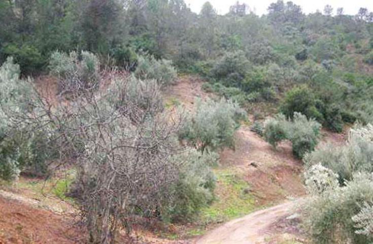 TERRENO EN VENTA EN IZNATORAF photo 0