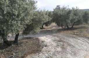 TERRENO EN VENTA EN TORREDELCAMPO photo 0