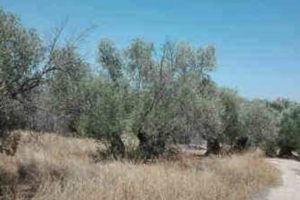 Terreno en venta en Jódar de 44690 m2 photo 0