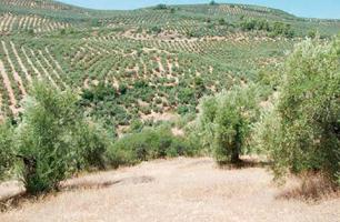 PARCELA EN VENTA EN Beas de Segura, Jaén photo 0