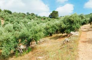 PARCELA EN VENTA EN Beas de Segura, Jaén photo 0