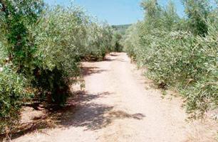 PARCELA EN VENTA EN Beas de Segura, Jaén photo 0