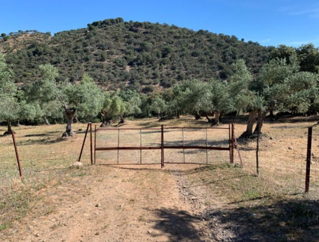 FINCA RÚSTICA EN VENTA EN VILLANUEVA DEL REY photo 0