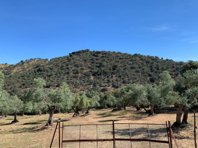 FINCA RÚSTICA EN VENTA EN VILLANUEVA DEL REY photo 0