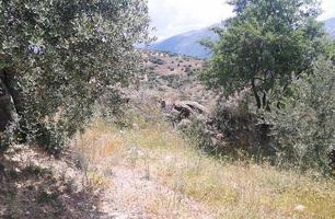 Terreno en venta en Castillo de Locubín de 2675 m2 photo 0