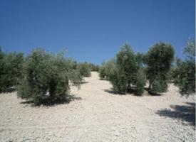 Finca Rústica en Pajaro Verde (BADOLATOSA) photo 0