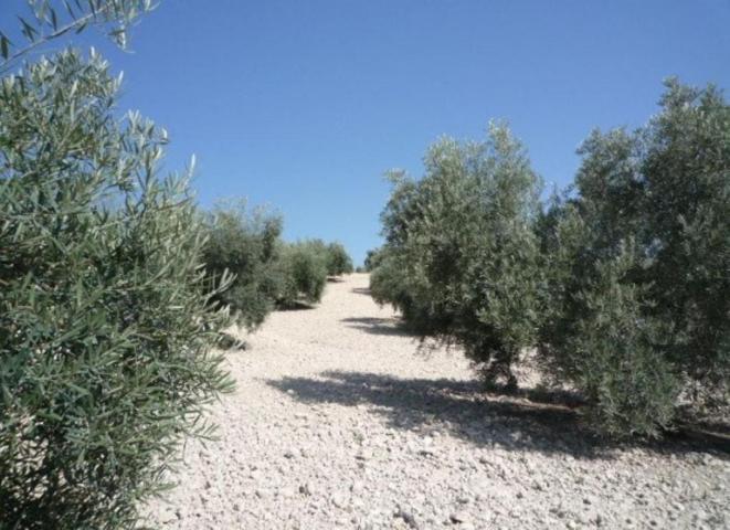 Finca Rústica en Pajaro Verde (BADOLATOSA) photo 0