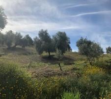 Terreno rústico en Lucena, Córdoba photo 0