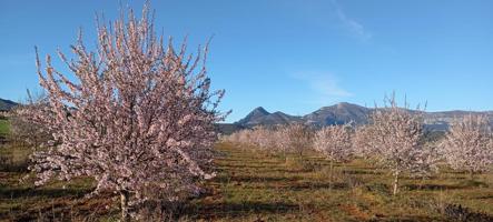 FINCAS DE ALMENDROS photo 0