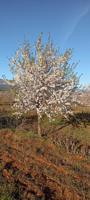 FINCAS DE ALMENDROS photo 0