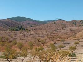 DISFRUTA DEL MONTE CON ALMENDROS, OLIVOS Y FRUTALES photo 0