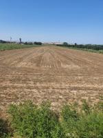 Parcela agrícola en el campo de Guardamar photo 0