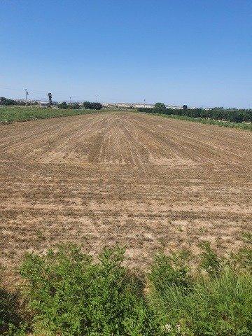 Parcela agrícola en el campo de Guardamar photo 0