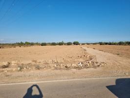Terreno agrícola de 8.000 m2 en Crevillente photo 0