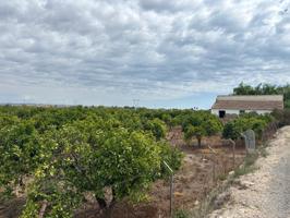 Parcela de 5000m2 con casa en la huerta de Guardamar photo 0