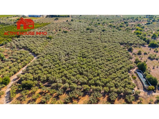 Espectacular finca de olivos en venta en Santa Bàrbara photo 0