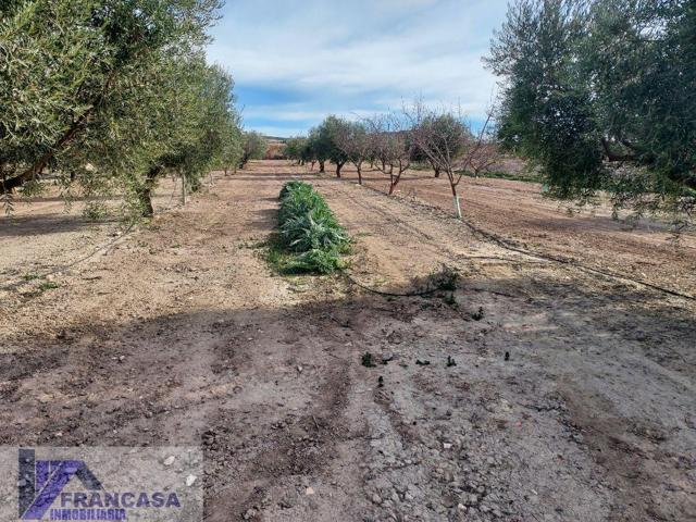 Terreno Urbanizable En venta en Entre Cieza Y Hellin, Cieza photo 0