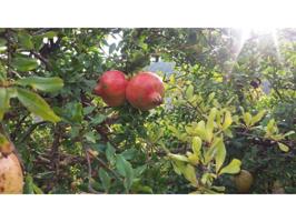 FINCA EN CONCHAR photo 0