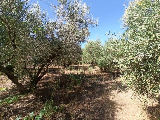 FINCA RUSTICA 4713 M photo 0