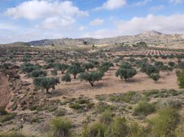 PLANTACIÓN OLIVOS EN PRODUCCIÓN photo 0