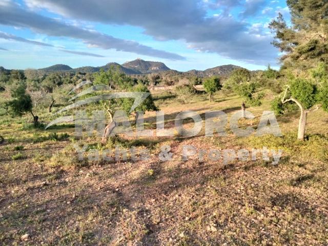 Rural building plot with project - Felanitx - Southeast Mallorca photo 0