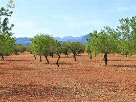 FINCA RÚSTICA BINISSALEM EDIFICABLE 40.000 M2 photo 0