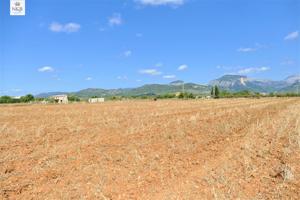 FINCA RÚSTICA EN LLOSETA DE 73.000 M2 CON LUZ Y AGUA photo 0