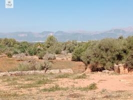 FINCA EDIFICABLE CON CASA PARA REFORMAR photo 0