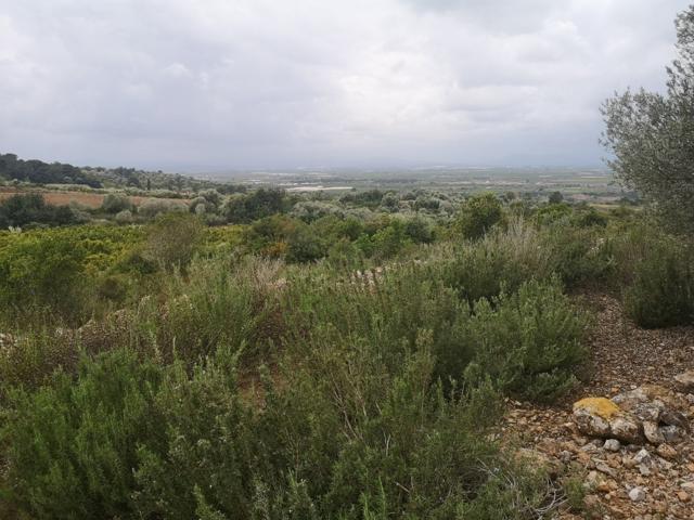 Terreno Urbanizable En venta en Ulldecona, Ulldecona photo 0