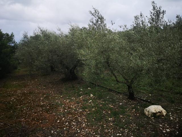 Terreno Urbanizable En venta en Ulldecona, Ulldecona photo 0