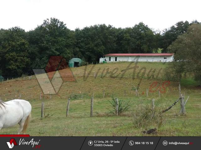 Granja de cria de pitu caleya, en funcionamiento, 84.648 m2 de terreno y 600 m2 de naves. photo 0