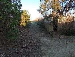 Finca Rustica en Ptda. el Molar San Fulgencio photo 0