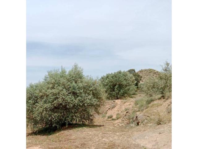 Terreno en venta en Tamarite de Litera photo 0