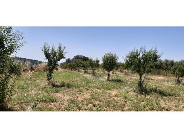 FINCA RUSTICA CON ALMENDROS Y OLIVOS photo 0
