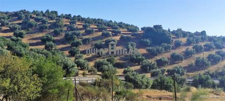 MAGNÍFICA FINCA RÚSTICA CON DOS VIVIENDAS Y OLIVARES EN LA MEJOR ZONA DE ANTEQUERA! photo 0