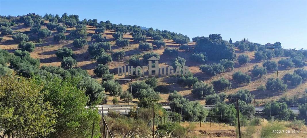 MAGNÍFICA FINCA RÚSTICA CON DOS VIVIENDAS Y OLIVARES EN LA MEJOR ZONA DE ANTEQUERA! photo 0