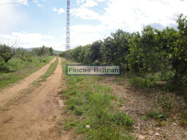 FINCA RUSTICA DE NARANJOS photo 0